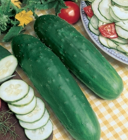 CETRIOLO MARKETER GR.100