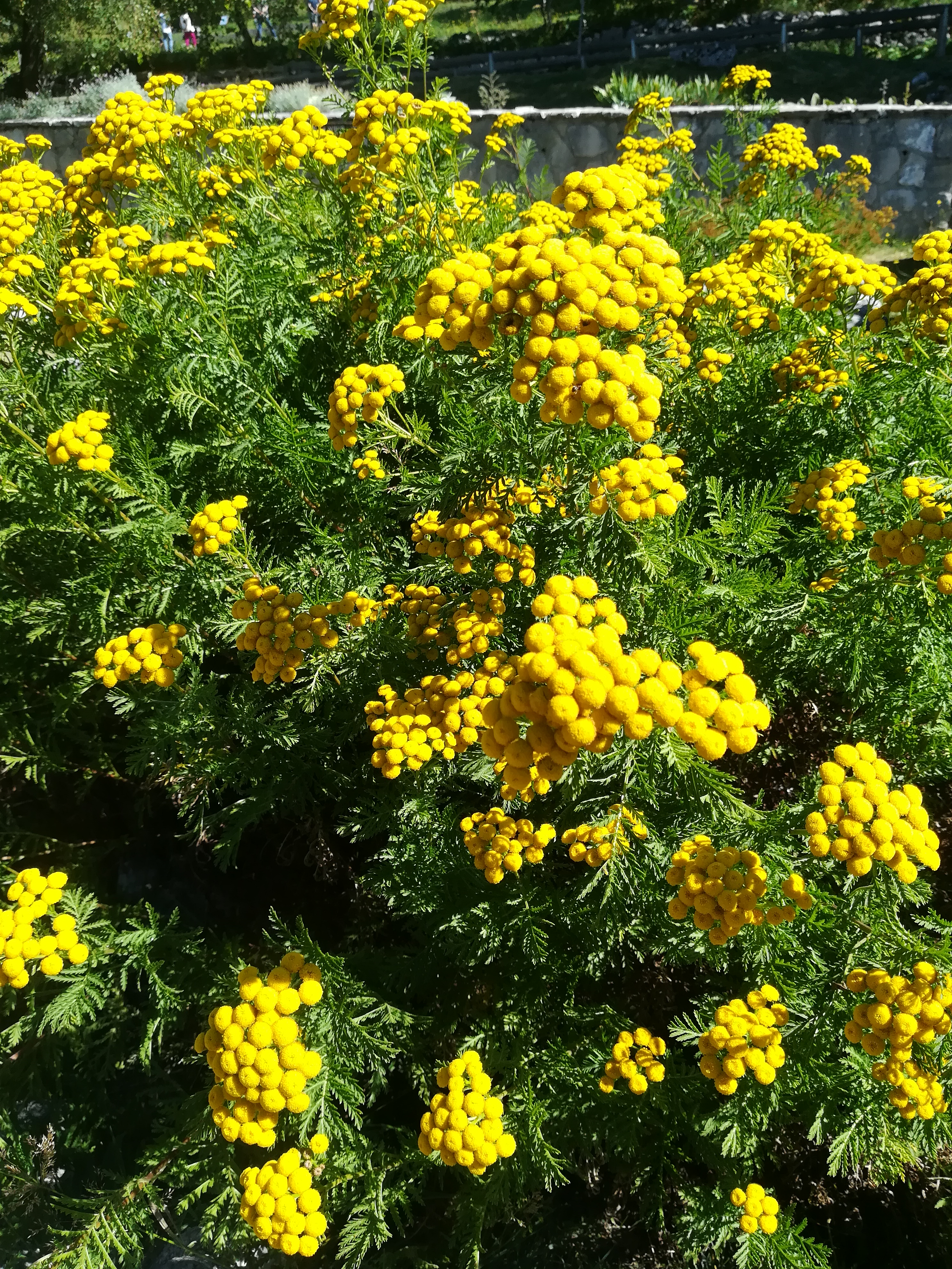 TANACETO GIALLO NR.500 SEMI