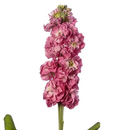 VIOLACCIOCCA STOX ROSA PINK NR.1000 SEMI