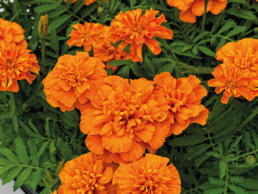 TAGETES HERO ORANGE 1000 SEMI