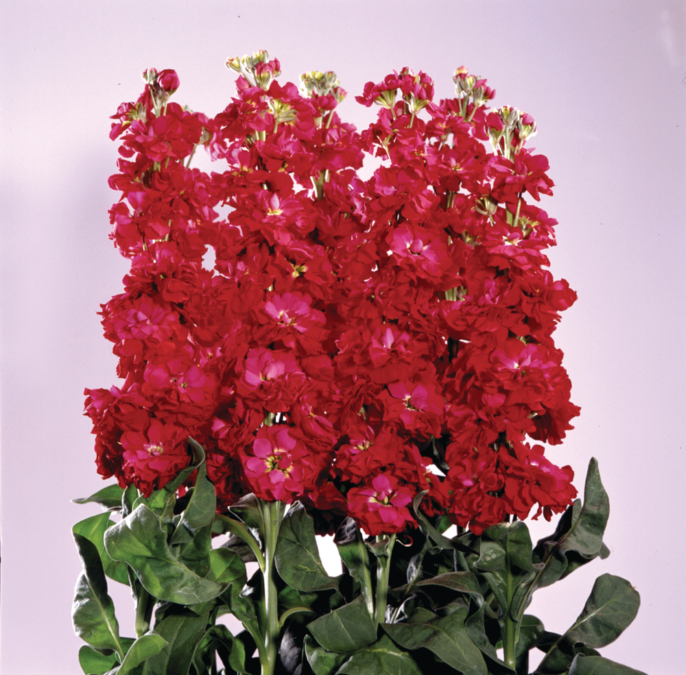 VIOLACCIOCCA ANYTIME ROSSO SCURO NR.1000 SEMI