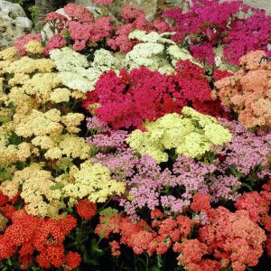 ACHILLEA HYB.F.2 SUMMER PASTEL 1000 semi
