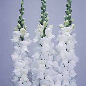 BOCCA DI LEONE / ANTIRRHINUM F1 POTOMAC BIANCO  NR.1000 SEMI