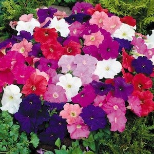 PETUNIA MAMBO MIX NR.1000 SEMI
