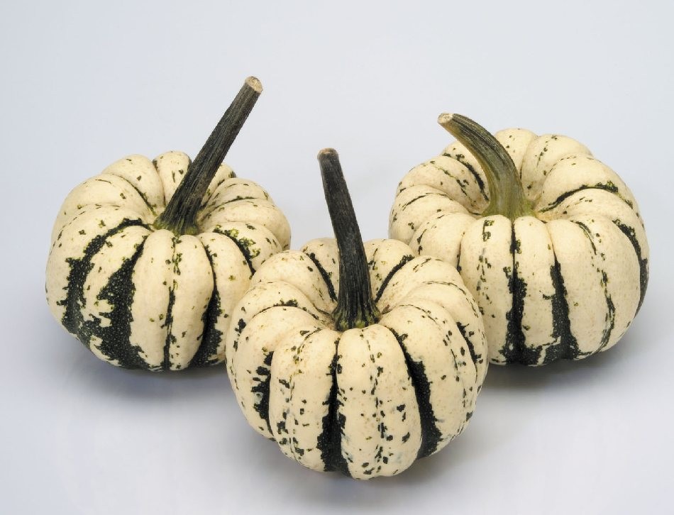 ZUCCA PICCOLA DOLCE COMMESTIBILE GR.5