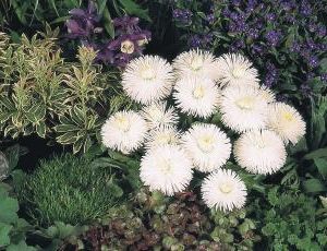 BELLIS HABANERA BIANCO NR. 1000 SEMI