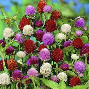 AMARANTINA GLOBOSA ALTA MISCUGLIO NR.100 SEMI