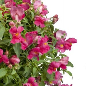 BOCCA DI LEONE CANDY ROSA NR.1000 SEMI