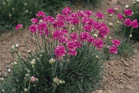 ARMERIA MARITTIMA ROSA NR.1000