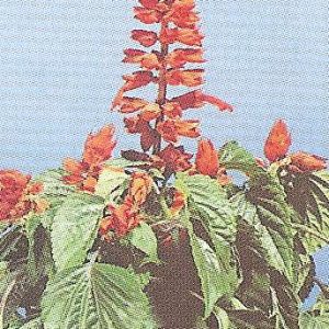 SALVIA SPLENDENS CARABINIERE GR.50
