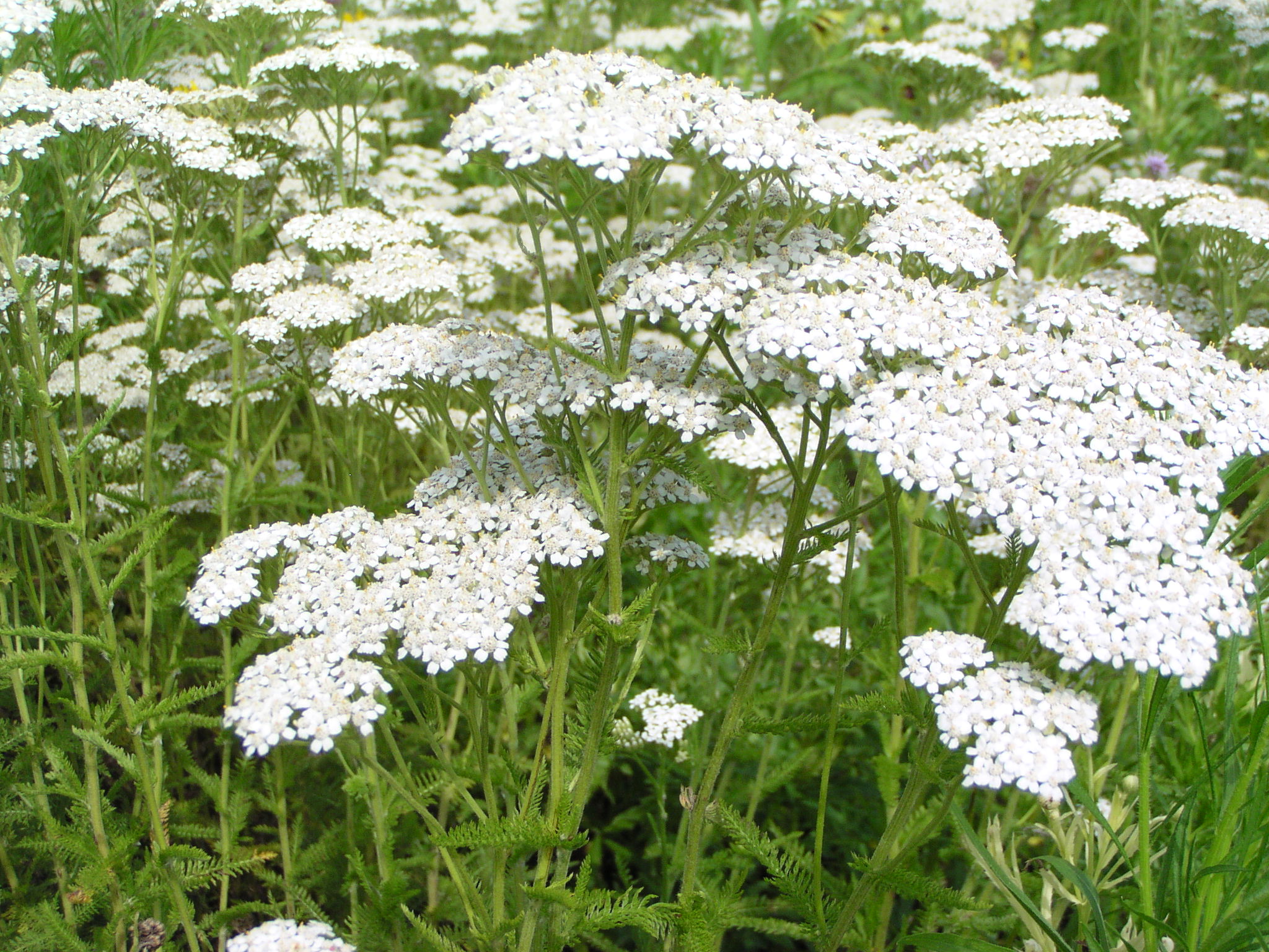 ACHILLEA BIANCA 1000 semi