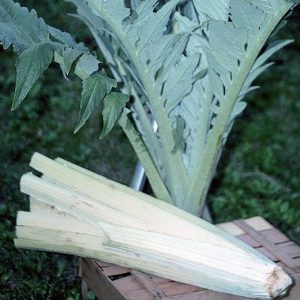CARDO BIANCO AVORIO NR.50 SEMI