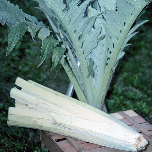 CARDO BIANCO AVORIO NR.50 SEMI