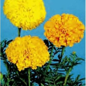 TAGETES ALTO MISCUGLIO GR.25