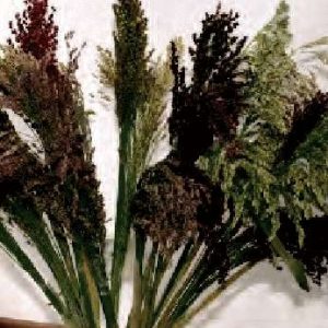 SORGO BICOLORE NR.300 SEMI