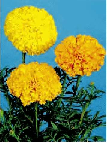 TAGETES ALTO MISCUGLIO GR.10
