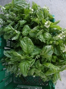 BASILICO A FOGLIA DI LATTUGA LISCIA GR.50