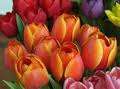 TULIPANI MISCUGLIO - SCATOLA DA NR.300 BULBI