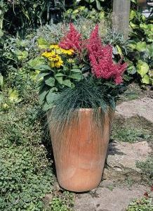 ASTILBE ROSSO NR.1000 SEMI