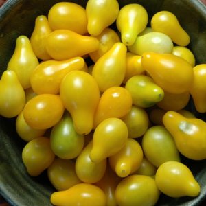 POMODORO GIALLO A PERA NR.300 SEMI