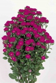 ASTER SERENADE ROSA NR.1000