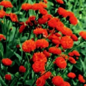 EMILIA COCCINEA ARANCIO NR.50 SEMI