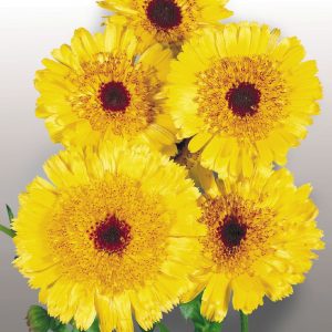 CALENDULA GIALLO MARRONE GR.25