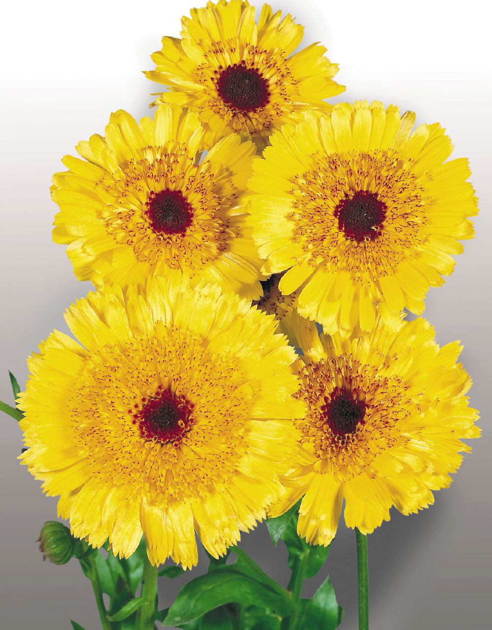 CALENDULA GIALLO MARRONE GR.25