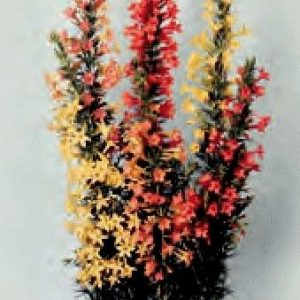 IPOMOPSIS RUBRA MIX GR.1