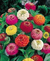 ZINNIA LILLIPUT MISCUGLIO GR.10