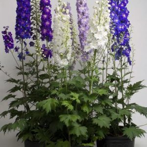 DELPHINIUM CANDLE MISCUGLIO NR.1000 SEMI