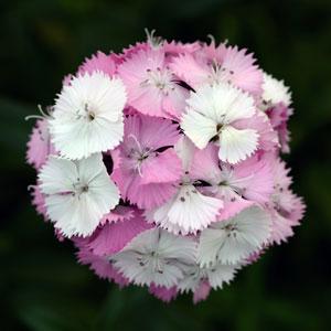 DIANTHUS SWEET ROSA E BIANCO NR.1000 SEMI