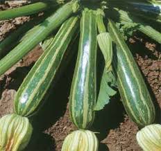 ZUCCHINO STRIATO DI NAPOLI GR.250