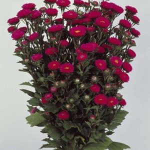 ASTER SOL LEVANTE ROSA BRILLANTE GR.5
