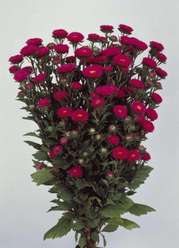 ASTER SOL LEVANTE ROSA BRILLANTE GR.5