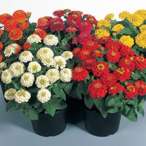 ZINNIA ZINNITA NR.25 SEMI