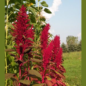 AMARANTO ROSSO GRANATO NR.1 BUSTA