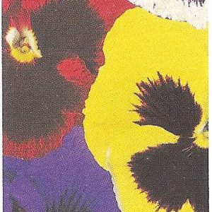 VIOLA DEL PENSIERO F.1 INSPIRE MIX 1000 SEMI