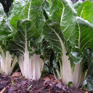 BIETOLA VERDE A COSTA LARGA ARGENTATA 2 - GR.50