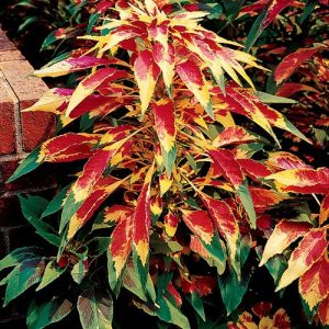 AMARANTO TRICOLOR SPLENDENTE PERFECTA NR.200 SEMI