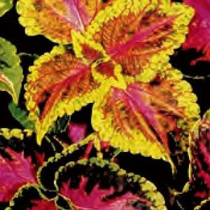 COLEUS ARC EN CIEL GR.10