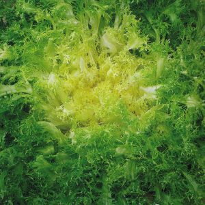 INDIVIA RICCIA VALLONA NR.300 SEMI
