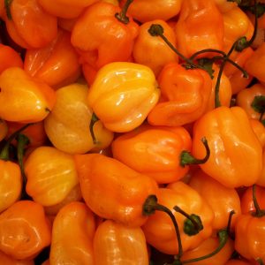 PEPERONCINO HABANERO ARANCIO NR.10 SEMI