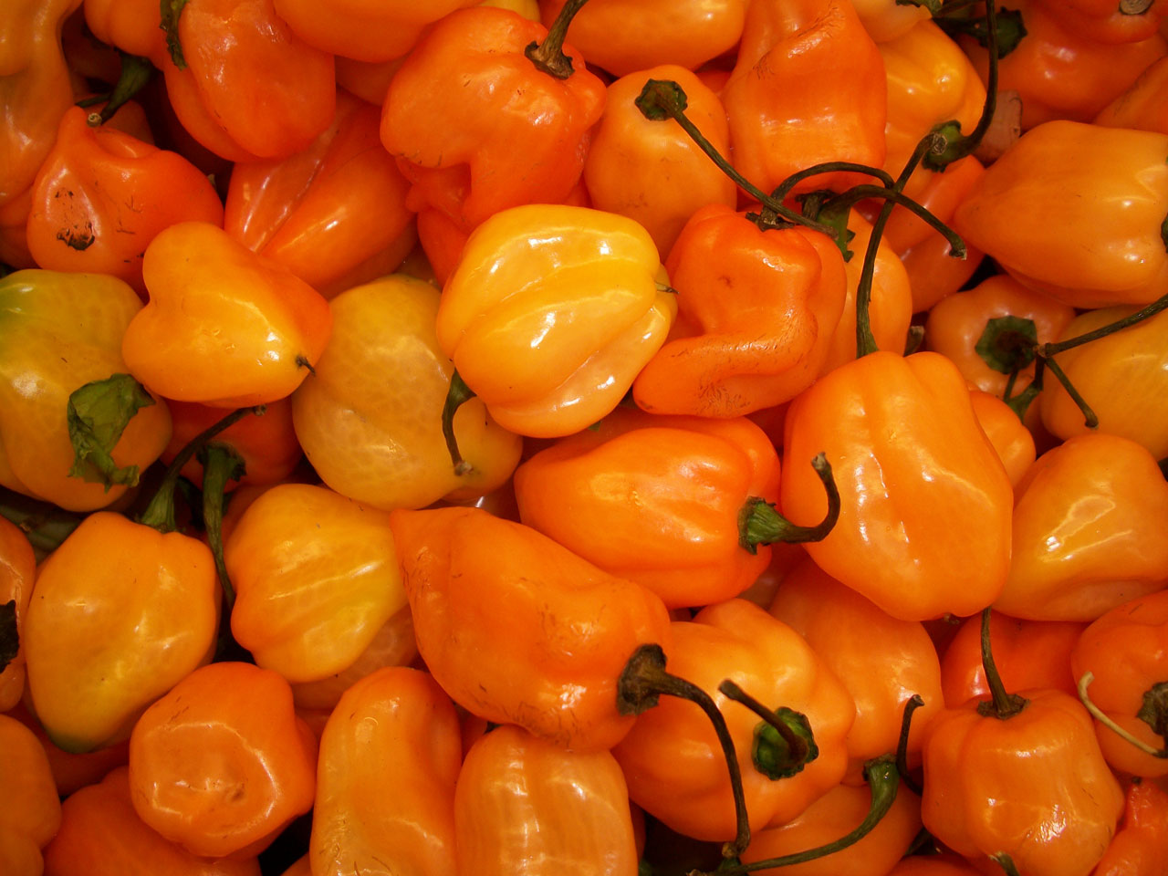 PEPERONCINO HABANERO ARANCIO NR.10 SEMI