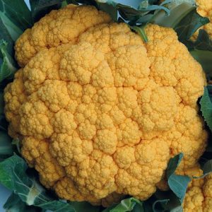 CAVOLFIORE ARANCIONE HYB F.1 NR.25 SEMI
