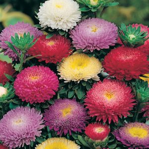 ASTER RUBINO MISCUGLIO NR.300 SEMI
