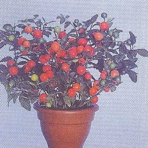 SOLANUM ROSSO GIGANTE GR.5