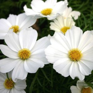 COSMEA SENSAZIONE BIANCO NR.200 SEMI