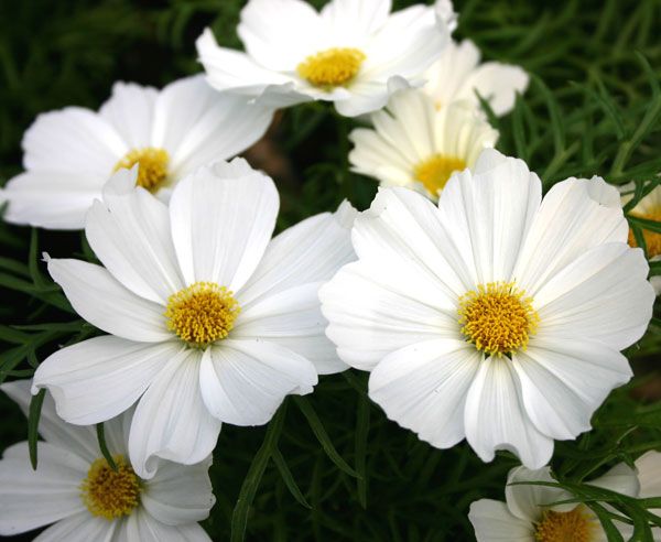 COSMEA SENSAZIONE BIANCO NR.200 SEMI