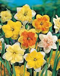 NARCISI DOPPIO MIX SACCO DA NR.5 BULBI